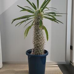 【多肉植物(塊根植物)】パキポディウム・フィヘレネンセ