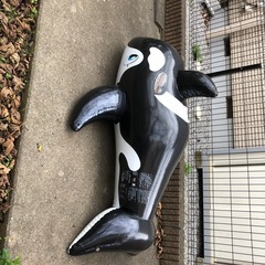 イルカの浮き輪あげます