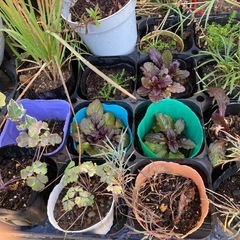 花苗　花の苗　ポット苗