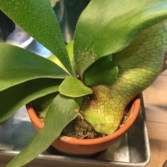 ビカクシダ　ネザーランド　子株　土鉢　観葉植物