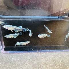 改良メダカ🐟マリアージュロングフィン🐟5匹500円〜