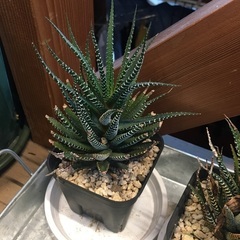 ハオルチア　十二の巻　多肉植物　観葉植物