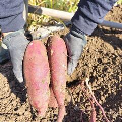 岩見沢産シルクスイート3kg　《栽培期間中農薬不使用》