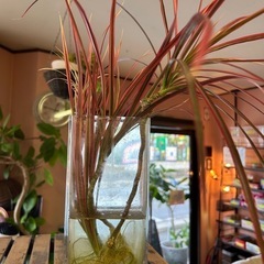 【決まりました♡】ドラセナレインボー水差し　観葉植物