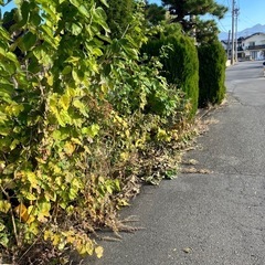 薪用木材無料の画像