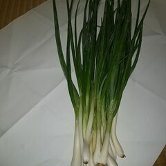 ひともじ（ネギ）１００ｇ。無農薬、無化学肥料で栽培しました。