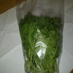 春菊１００ｇ無農薬、無化学肥料で栽培しました。