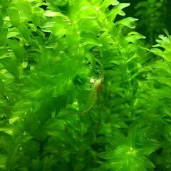 メダカ飼育セット（メダカ＋ミナミヌマエビ＋水草）の画像