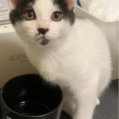 11月27日現在。4ヶ月子猫4兄弟残り1匹