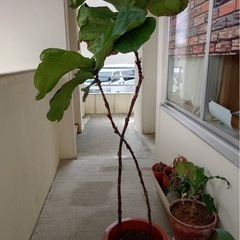 カシワバゴムの木の画像