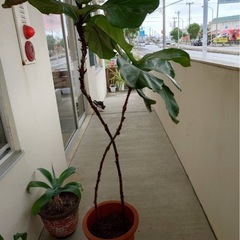 カシワバゴムの木の画像