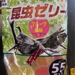 コクワガタ
の画像