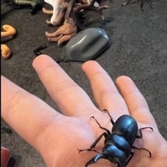 コクワガタ
