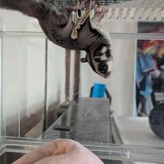 フクロモモンガ 5ヶ月