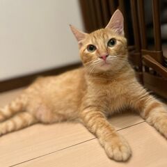 11/17日曜日　譲渡会in川崎市動物愛護センター　子猫から大人猫まで