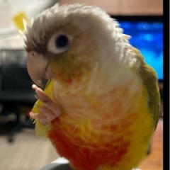 ウロコインコのクーちゃん捜索中