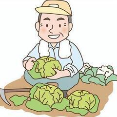 ▶▶キャベツの収穫！！！始めようキャベツ らいふ☆