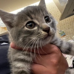 9月11日に産まれました🐈