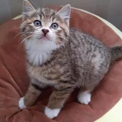 生後2か月　子猫　男の子