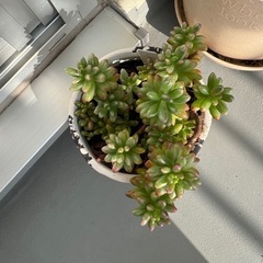 多肉植物