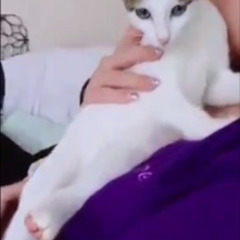 甘えん坊の 綺麗なキジ白のりんちゃん(=^・^=)