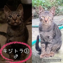 ♡キジトラ(生後半年)男の子です♡