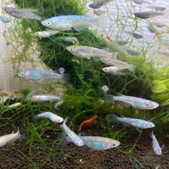 糸子 稚魚　メダカ 種類はわかりません の画像