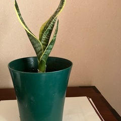 虎の尾、観葉植物