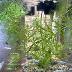 糸子 稚魚　メダカ 種類はわかりません の画像
