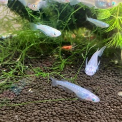 糸子 稚魚　メダカ 種類はわかりません の画像