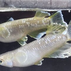 1000円からのメダカ上物種親現物個体になります！