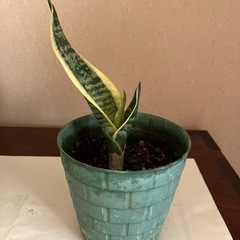虎の尾、観葉植物