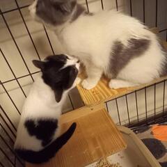 ありがとうございます！里親様決まりました！ハート持ち♥可愛い臓器兄妹！こころ(心)くん2ヶ月男の子 - 猫