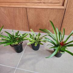 【お得】観葉植物３点セット