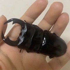 アンタエウスオオクワガタ
