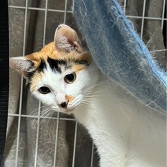 三毛猫のルナちゃん