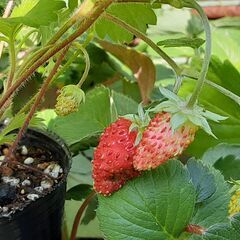 ワイルドストロベリーの苗(1ポット)
