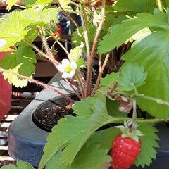 ワイルドストロベリーの苗(1ポット)の画像