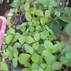 ワイルドストロベリーの苗(1ポット)の画像