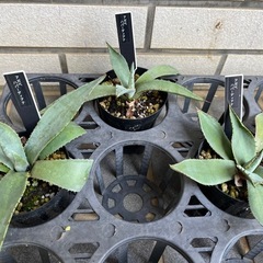 アガベ、3点超耐寒性！地植え可能😁