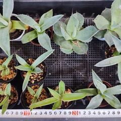 🌿観葉植物　アガベ　１６個