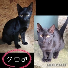 黒(生後半年)男の子♡