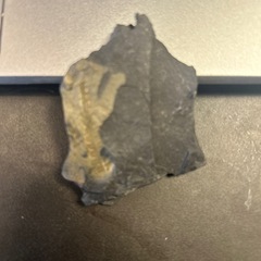 化石コレクション　恐竜　鮫　の画像