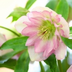 🌸【子育て相談室】🌼不登校、学習不振、発達障がい等のご不安…