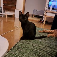 黒猫  ♂