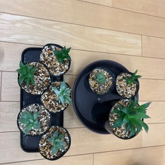 多肉植物の画像