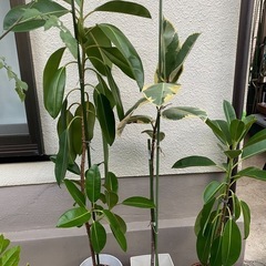 植木の画像