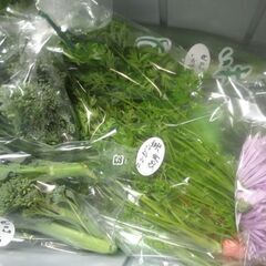 新鮮野菜コーナー11月13日の品出し予定です。