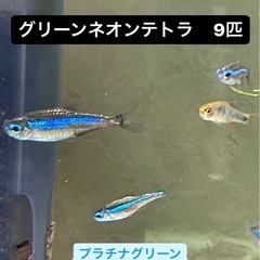 【プラチナ込み】【値下げ】グリーンネオンテトラ　ワイルド個体 9匹　　