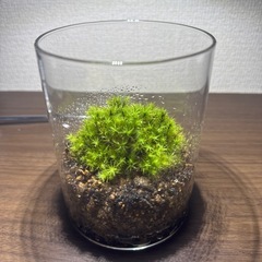タマゴケ　テラリウム　コケリウム　インテリアの画像